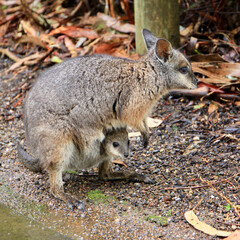 Australian wallaby carrying a baby in her pouch