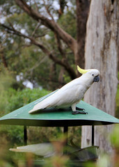 Selective focus shot of cockatiel (Nymphicus hollandicus) on a birdfeeder in Australia