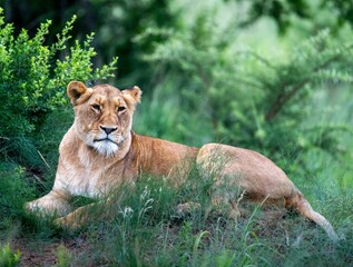 Majestic lion resting in a lush grassy field, surrounded by tall trees