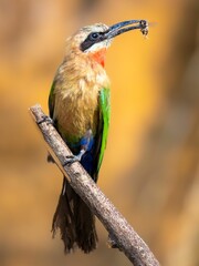 Bee eater bird perched atop a branch, holding a bee in its beak