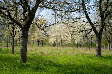 Obraz premium Scenic landscape featuring an idyllic row of blooming trees in a grassy field on a sunny day