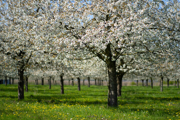 Fototapeta premium Scenic landscape featuring an idyllic row of blooming trees in a grassy field on a sunny day