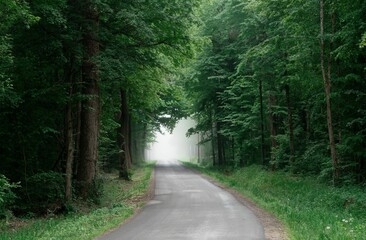 Scenic dirt path winding through a lush, verdant forest.