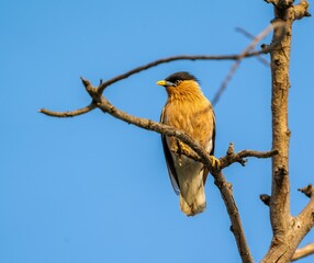 Close-up of a Brahminy starling standing on a tree branch against a blue sky