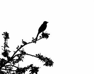 Silhouette of a bird standing on a tree branch against a white background