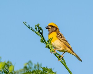 Close-up of a Baya weaver standing on a tree branch against a blue sky