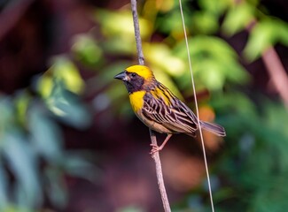 Close-up of a Baya weaver standing on a thin twig against a soft blurred background