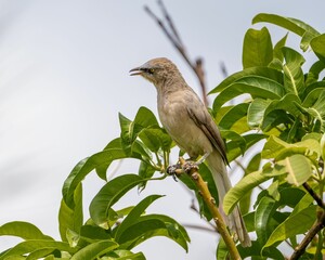 Large gray babbler standing on a green tree branch against an overcast sky