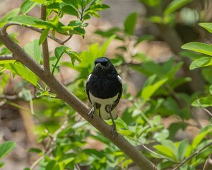 Oriental magpie-robin standing on a tree branch with green leaves while looking at the camera