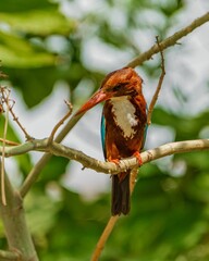 Beautiful White-throated kingfisher standing on a tree branch