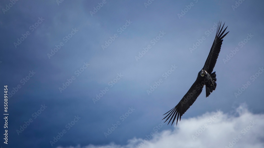 Wall mural Andean condor (Vultur gryphus) soaring gracefully against a clear blue sky