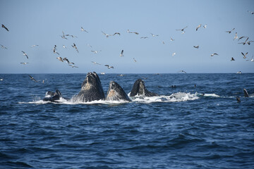 Fototapeta premium Humpback Whales in Monterey, California | Lunge feeding | Whale Fin | Breaching