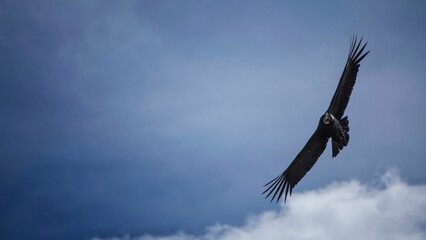 Andean condor (Vultur gryphus) soaring gracefully against a clear blue sky