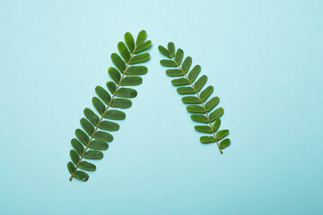 Two tamarind green leaves isolated on a blue background