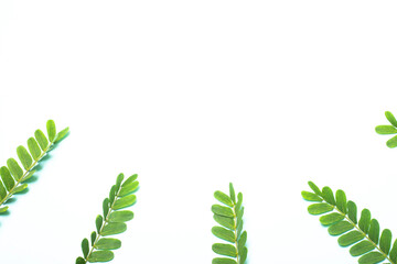 Tamarind green leaves on the sides isolated on a white background