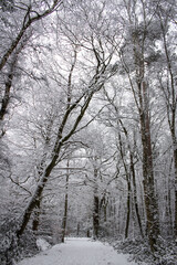Scenic winter landscape featuring white snow blanketing the ground and trees in a park.