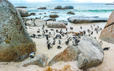 South african penguins colony of spectacled penguins penguin Cape Town.