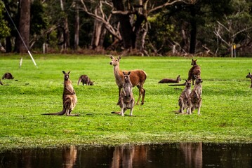 Australian kangaroos standing in a grassy field, grazing on the vegetation.