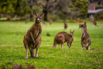 Naklejka na ściany i meble Australian kangaroos standing in a grassy field, grazing on the vegetation.