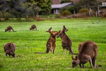 Australian kangaroos standing in a grassy field, grazing on the vegetation.