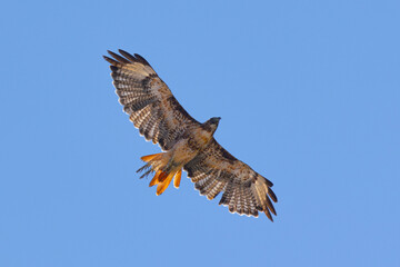 Close view of a red-tailed hawk flying, seen in the wild in  North California