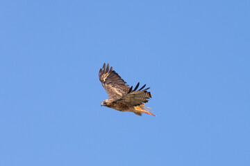 Close view of a red-tailed hawk flying, seen in the wild in  North California