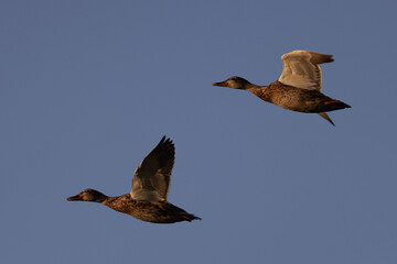 Very close view of a male and a female  wild ducks flying in beautiful light,  seen in a North California marsh