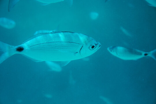 Fish swimming in blue sea