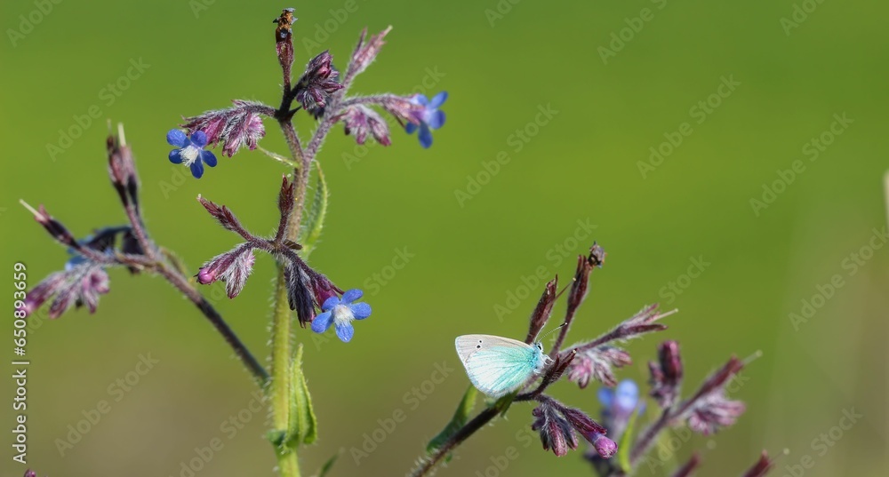 Canvas Prints Stunning udara butterfly on a flower