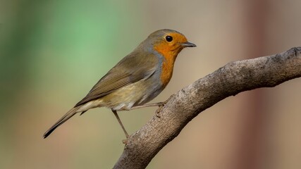 Fototapeta premium Closeup of a European robin bird perched on a tree branch