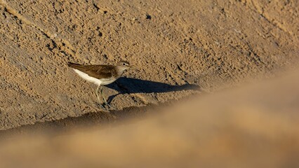 Sandpiper bird on pavement