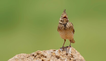 Closeup of a lark bird on a rock
