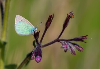 Stunning udara butterfly on a flower