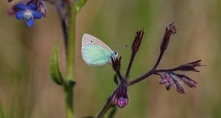 Stunning udara butterfly on a flower