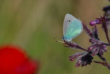 Stunning udara butterfly on a flower