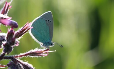 Stunning udara butterfly on a flower