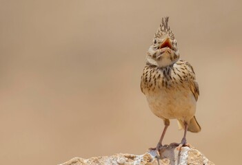 Closeup of a Crested Lark perched in sunlight