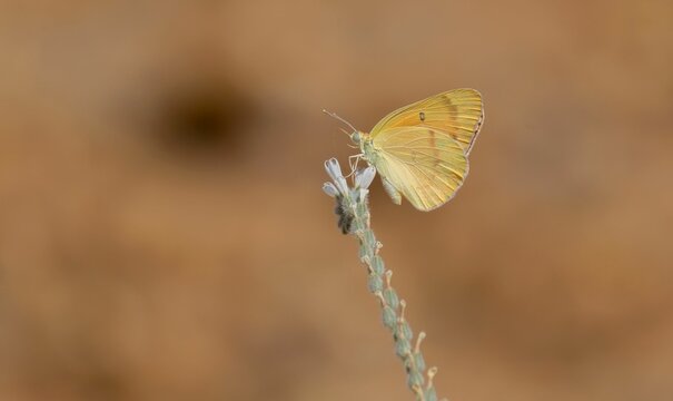 Macro shot of a yellow colotis butterfly