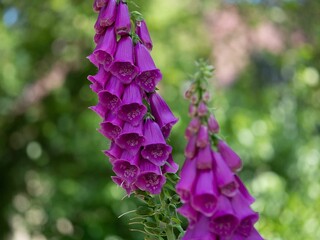 Closeup of purple foxglove flowers in a field © Bluameh1/Wirestock Creators