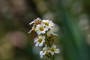 Closeup of Sisyrinchium striatum flowers in a field