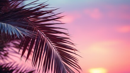 Fototapeta na wymiar palm leaves against clear evening or morning pink sky with copy space