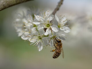 Closeup of a bee perched on a white blooming flower on a branch