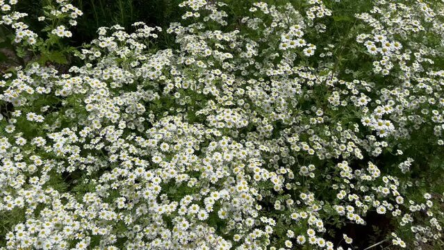 Top view ofm vlossom Tanacetum niveum (Silver Tansy) flowers field in the garden