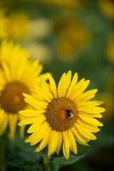 Fototapeta premium Vertical shot of yellow sunflowers with green leaves on a field in daylight