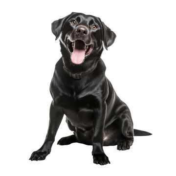 happy playful black labrador dog isolated on transparent background