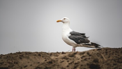 Obraz premium Closeup of a seagull perched on a hill