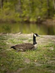 Selective focus of a Canadian goose perched on the shore of a pond in a forest