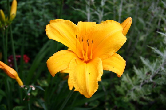 Closeup shot of an amur daylily flower in the garden during daytime with blurred background
