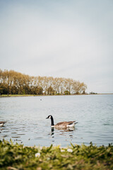 Vertical shot of a duck swimming in the water in Domaine national de Marly park in France