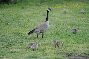 Goose with goslings on a grassy meadow